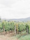 Vista da plantação Vineyard verde com montanhas no fundo — Fotografia de Stock