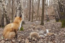 Fox, hare and hedgehog in autumn forest — Stock Photo