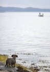 Vista posteriore del cane in piedi sulla riva del lago — Foto stock
