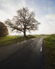 Route rurale dans un paysage verdoyant avec arbres — Photo de stock