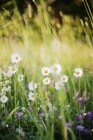 Wild camomiles growing on green meadow — Stock Photo