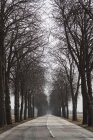 Вид на сельскую дорогу, выложенную деревьями — стоковое фото