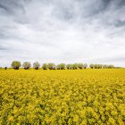 Alberi in mezzo al campo di colza sotto il cielo nuvoloso — Foto stock