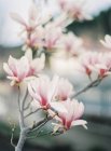 Rosafarbene Magnolie in Blüte mit defokussiertem Hintergrund — Stockfoto