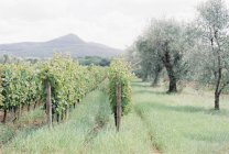 Живописный вид на виноградную плантацию, Италия — стоковое фото