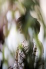 Young woman seen through leaves, selective focus — Stock Photo