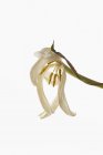 Tulipe fanée isolée sur fond blanc — Photo de stock