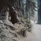 Parque de estado de Redwood de Jedediah Smith - foto de stock
