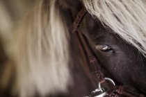 Gros plan de l'oeil de cheval — Photo de stock