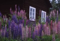 Front view of lupines near wooden cottage — Stock Photo