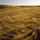 Wheat field bend in wind in bright sunlight — Stock Photo