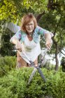 Mujer mayor poda arbusto de caja común - foto de stock