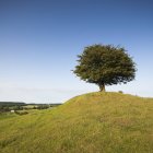 Paesaggio rurale con albero sulla collina verde — Foto stock