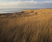 Вид на трав'янисту берегову лінію в яскравому сонячному світлі — стокове фото