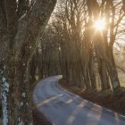 Route vide et arbres nus au lever du soleil — Photo de stock
