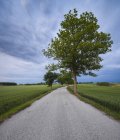 Сельская дорога в зеленый ландшафт с деревьями — стоковое фото