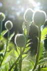 Close-up of green poppy buds with defocussed background — Stock Photo