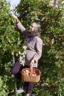 Donna anziana raccolta mele a cestino nel frutteto — Foto stock