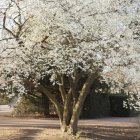 Vista frontal del árbol con flor blanca - foto de stock