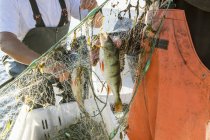 Fishermen holding net with fish, selective focus — Stock Photo