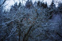 Яблоки на голом дереве покрыты морозом — стоковое фото