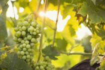 Крупним планом букет зеленого винограду в винограднику — стокове фото