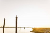 Seagulls perching on wooden posts at seashore during sunset — Stock Photo
