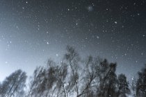 Riflesso di alberi in acqua con neve che cade — Foto stock