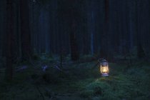 Scenic view of lantern in forest at dusk — Stock Photo