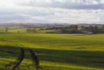 Зеленое поле со следами шин под облачным небом — стоковое фото
