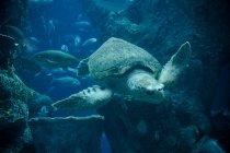 Tartaruga marina e pesci che nuotano sott'acqua — Foto stock