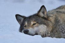 Nahaufnahme von Wolf, der auf Schnee liegt — Stockfoto