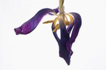 Увядающий фиолетовый тюльпан на белом фоне — стоковое фото