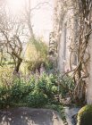 Vista panoramica del cortile con abbondanza di piante — Foto stock