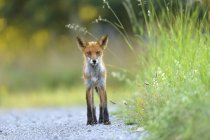 Молода червона лисиця в пишній зелені — стокове фото