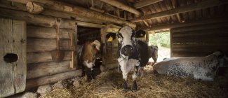 Swedish mountain cattle in farm in summer — Stock Photo