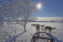 Vista del trineo de perro en el paisaje cubierto de nieve - foto de stock