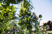 Low angle view of woman watering poppies — Stock Photo