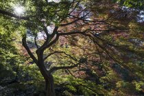 Árbol con ramas curvas en luz solar retroiluminada - foto de stock