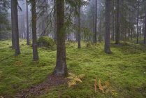 Ели, папоротники и зеленая трава в мшистых лесах — стоковое фото