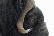 Close up shot of bison eye and horn — Stock Photo
