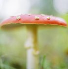 Крупным планом Fly Agaric Mushroom — стоковое фото