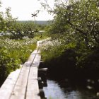 Vista panorámica del tablero de madera en el Parque Nacional Fulufjallet - foto de stock