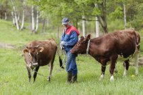 Agricultor senior parado con vacas en el campo - foto de stock