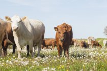 Vista de vacas pastando en campo verde - foto de stock