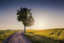 Route rurale dans un paysage verdoyant avec arbre au coucher du soleil — Photo de stock