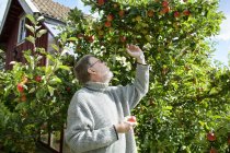 Senior pflückt Äpfel vom Baum — Stockfoto