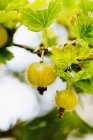 Nahaufnahme der Stachelbeere, Fokus auf den Vordergrund — Stockfoto