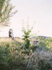 Наречений і наречений стоять обличчям до лиця в траві, вибірковий фокус — стокове фото