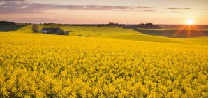 Campo di semi oleosi giallo fioritura alla luce del tramonto — Foto stock